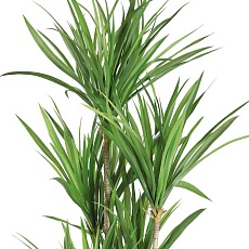 Исскуственное растение Eglo YUBETSU 428018 3
